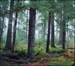 proecting eastside forests