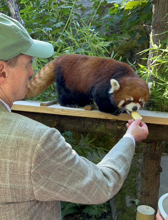 Ron Wyden feeding a red panda